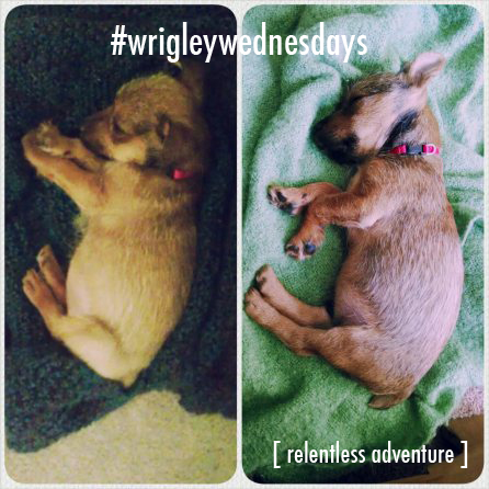 Wednesdays with Wrigley puppy