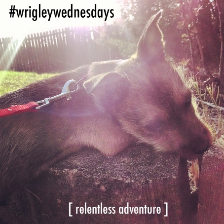 Wednesdays with Wrigley